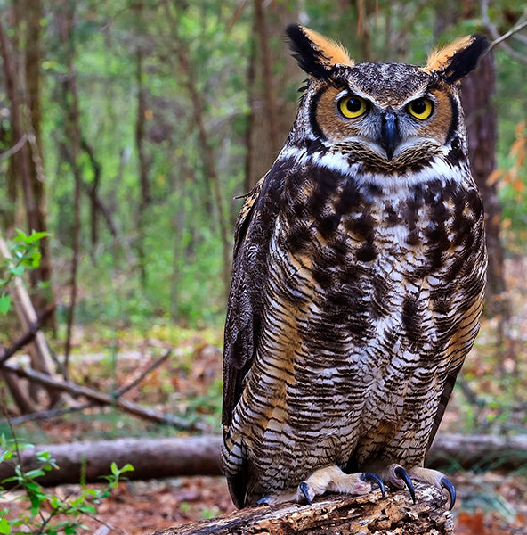 Great-horned Owl, Búho virginianus, Búho Real