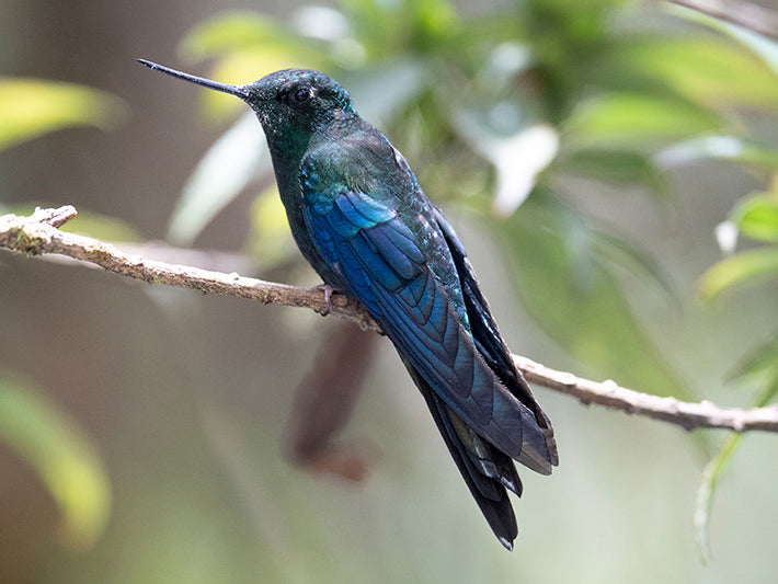 Great Sapphirewing, Pterophanes cyanopterus, Alizafiro Grande