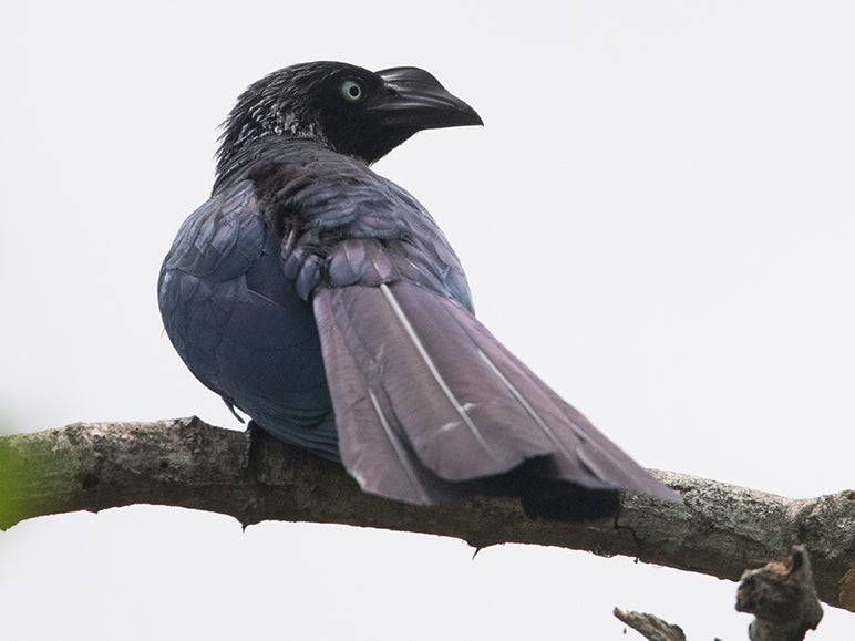 Greater Ani, Crotophaga major, Garrapatero Grande