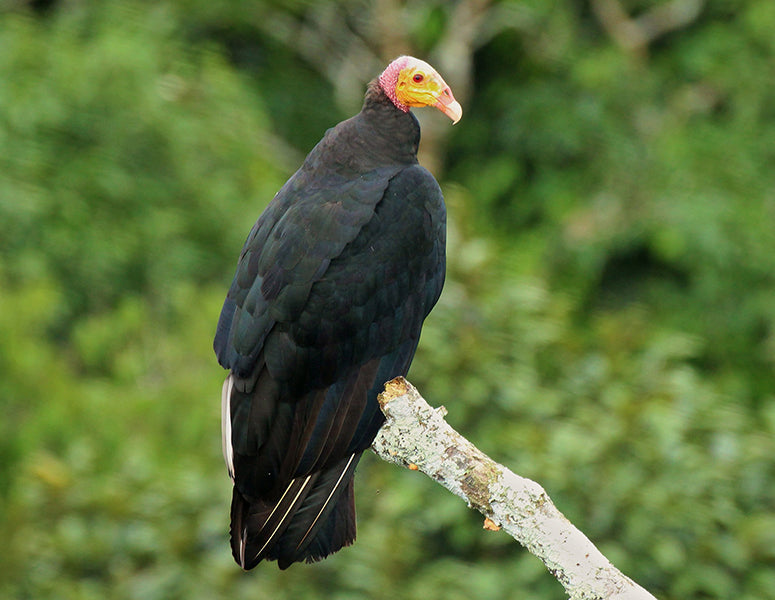 Greater Yellow-headed Vulture, Cathartes melambrotus, Guala Amazónica