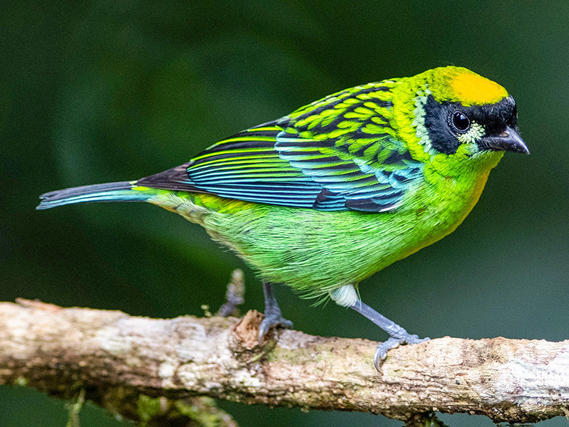 Green and Gold Tanager, Tangara schrankii, Tangará Carinegra
