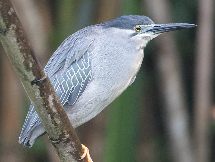 Green-backed Heron, Butoroides striata, Garcita Rayada