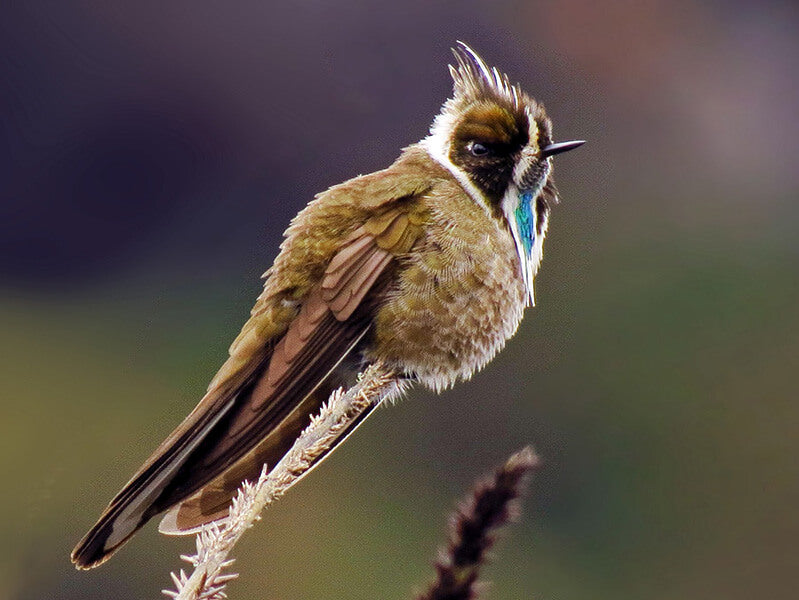 distribution map of the Green-bearded Helmetcrest, Oxypogon guerinii, Barbudito Verde