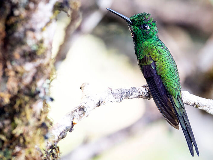 Green-crowned Brilliant, Heliodoxa jacula,Diamante frentiverde