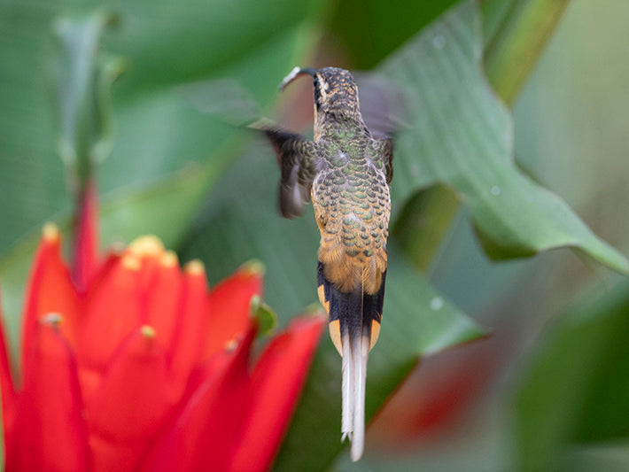 Green hermit, Phaethornis guy, Ermitaño Verde