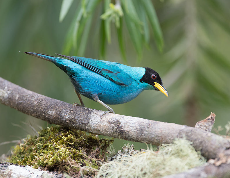 Green honeycreeper, Chlorophanes spiza, Mielero Verde