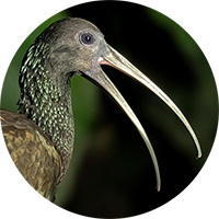 Green Ibis, Mesembrinibis cayennensis, Ibis Verde