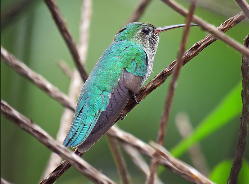 Green-tailed Goldenthroat, Polytmus theresiae, Colibrí Coliverde