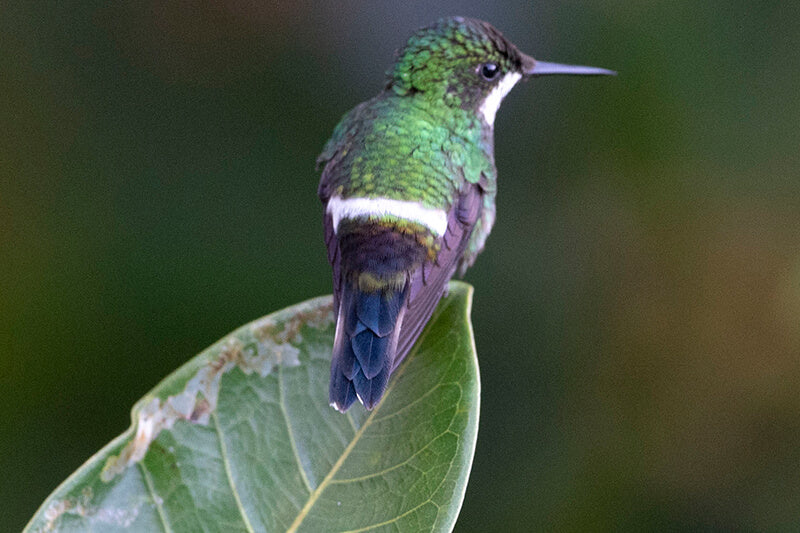 Green Thorntail, Discosura conversii, Cola-de-lira Verde