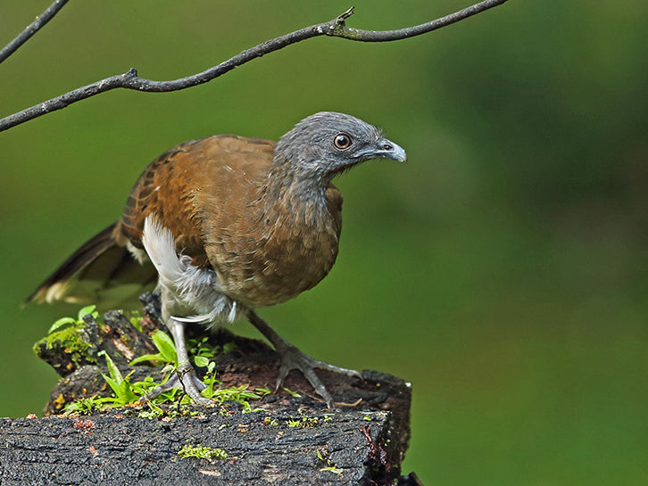 Grey-headed chachalaca, Guacharaca del Chocó, Ortalis cinereiceps