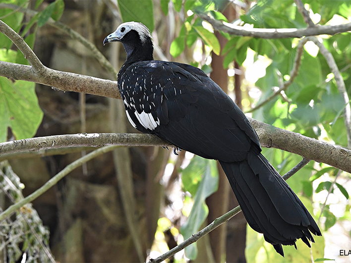 Blue-throated Piping-guan, Pipile cumanensis, Pava rajadora