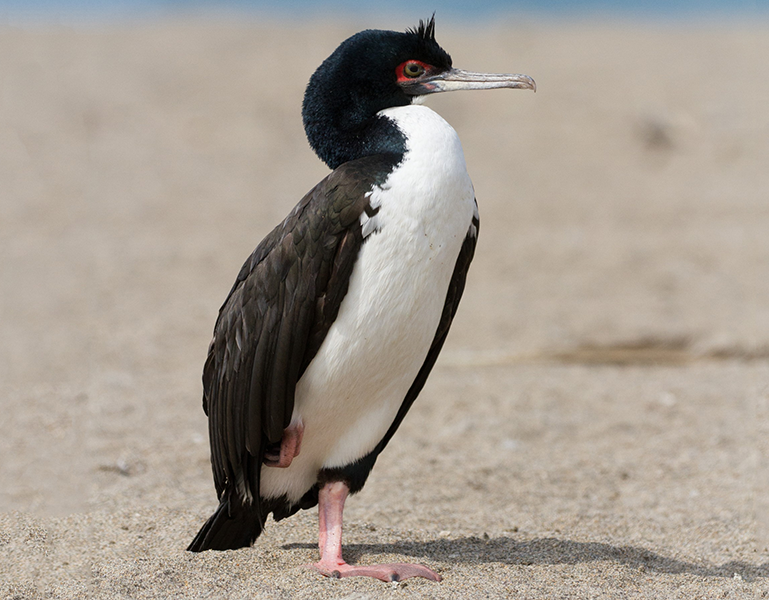 Guanay Cormorant, Leucocarbo bougainvilliorum, Guanay