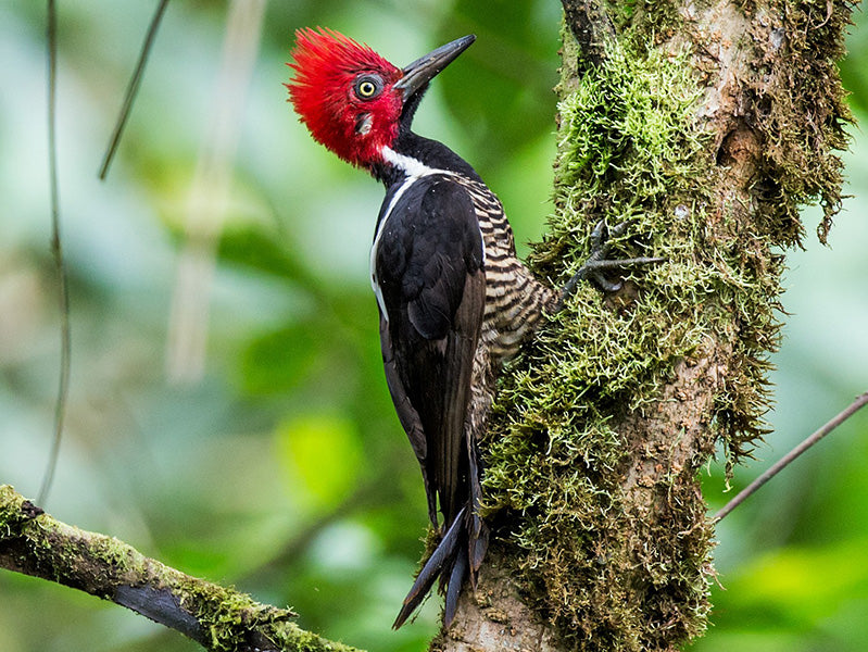Guayaquil Woodpecker, Campephilus gayaquilensis, Carpintero de Guayaquil