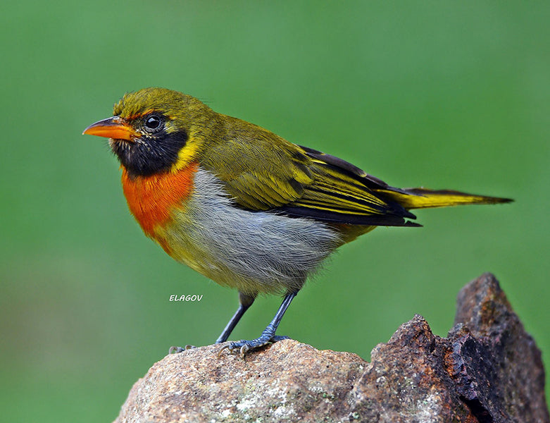 Guira Tanager, Hemithraupis guira, Pintasilgo Güira