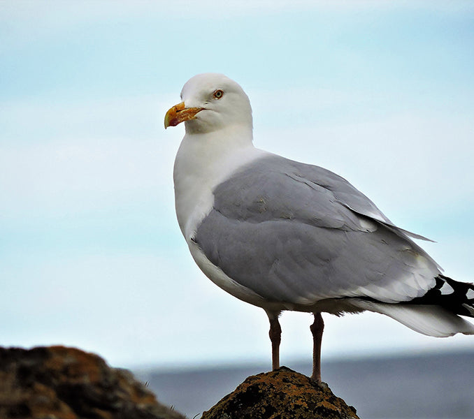 Arctic Herring Gull ( Herring Gull), Larus smithsonianus, Gaviota Argéntea del Ártico
