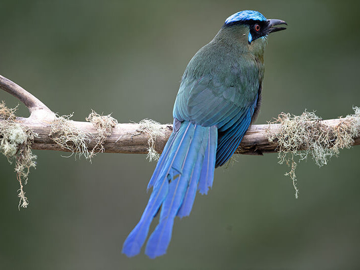 Highland-motmot, Momotus aequatorialis, Barranquero Andino