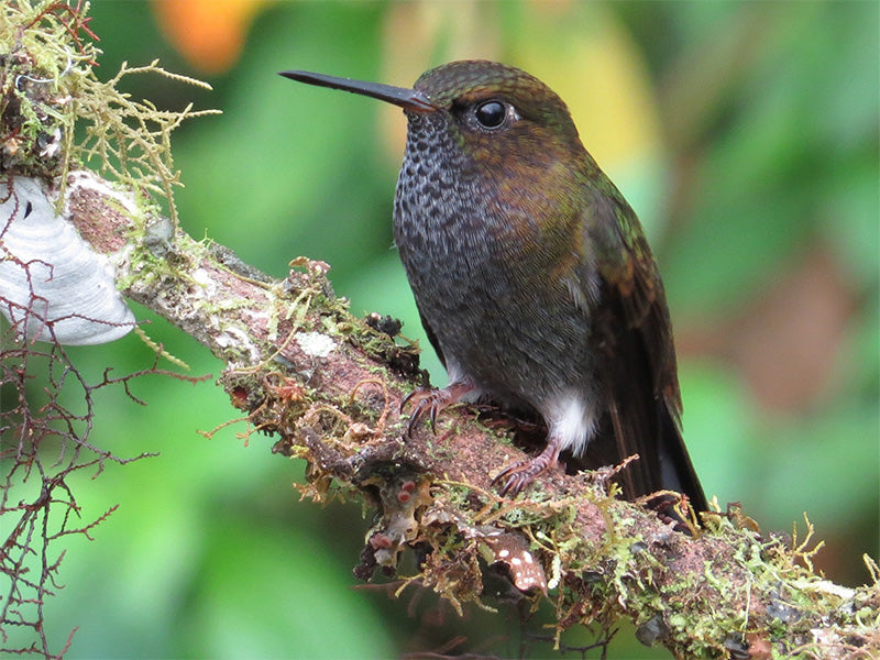 Hoary Puffleg, Haplophaedia lugens, Calzoncitos del Pacífico