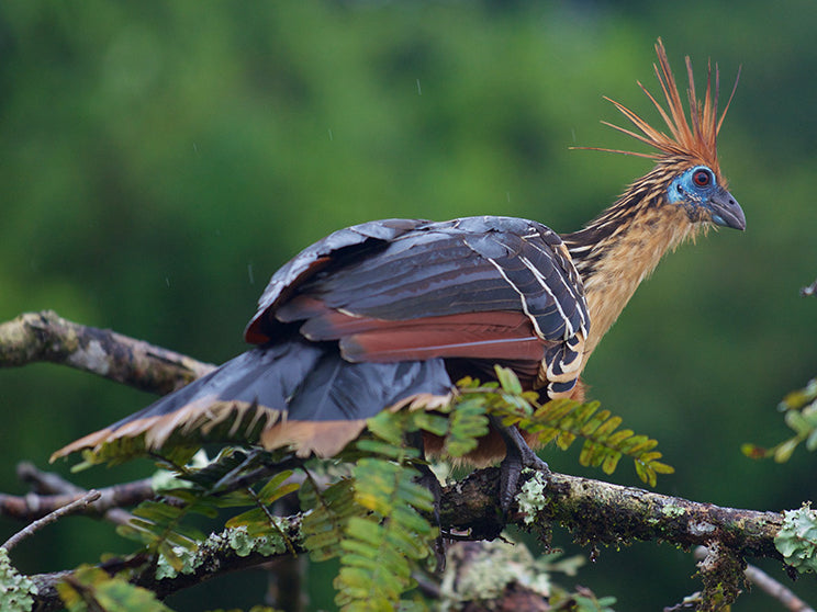 hoatzin, opisthocomiformes, opisthocomidae