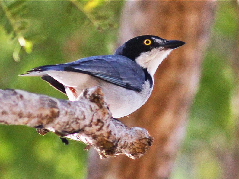 Hooded Tanager, Nemosia pileata, Trinadora Pechiblanca