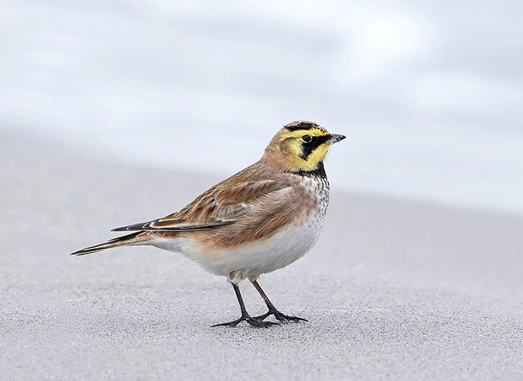horned larks, passeriformes alaudidae