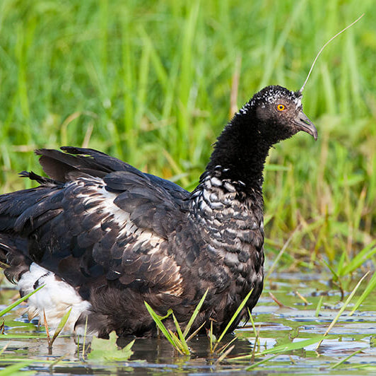 Horned Screamer, Anhima cornuta, Aruco