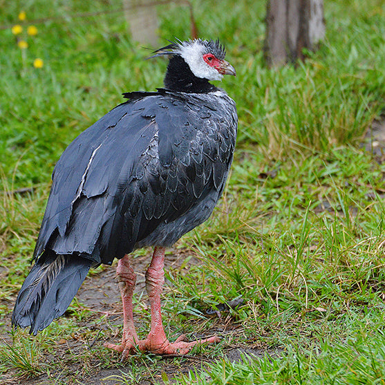 screamers, horned screamer, anseriformes, anhimidae