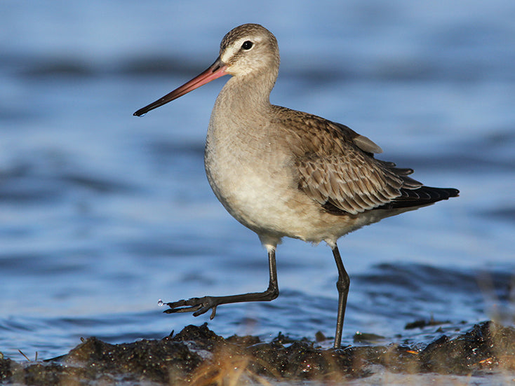 Hudsonian Godwit, Limosa haemastica,Aguja Parda