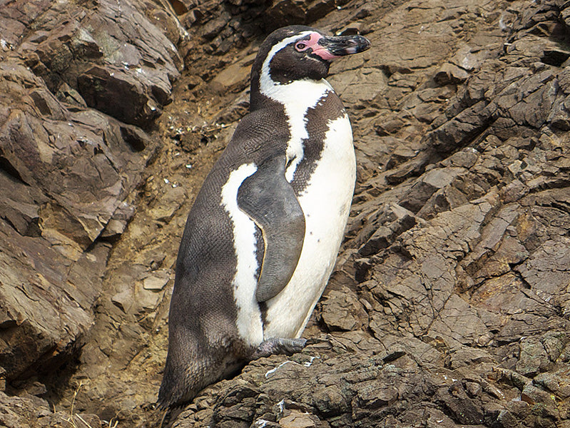 Humboldt Pengüin