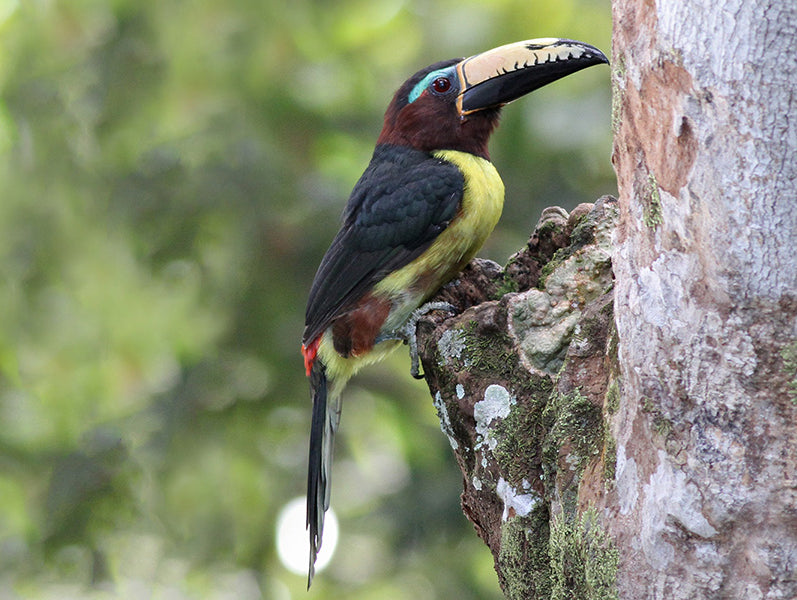 Humboldt's Aracari, Pteroglossus humboldti:, Pichi Picorrayado