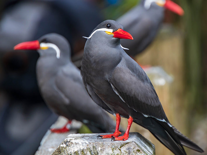 Inca Tern, Larosterna inca, Gaviotín Inca