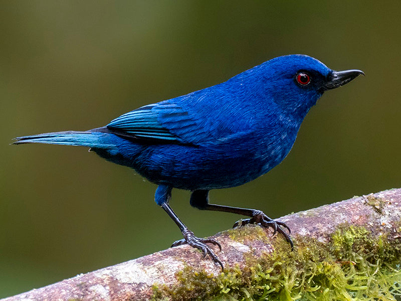 Indigo Flowerpiercer, Diglossa indigotica, Picaflor del Chocó