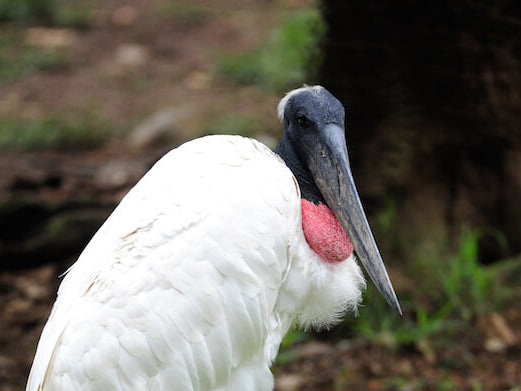 Jabiru, Jabitu mycteria, Jabirú