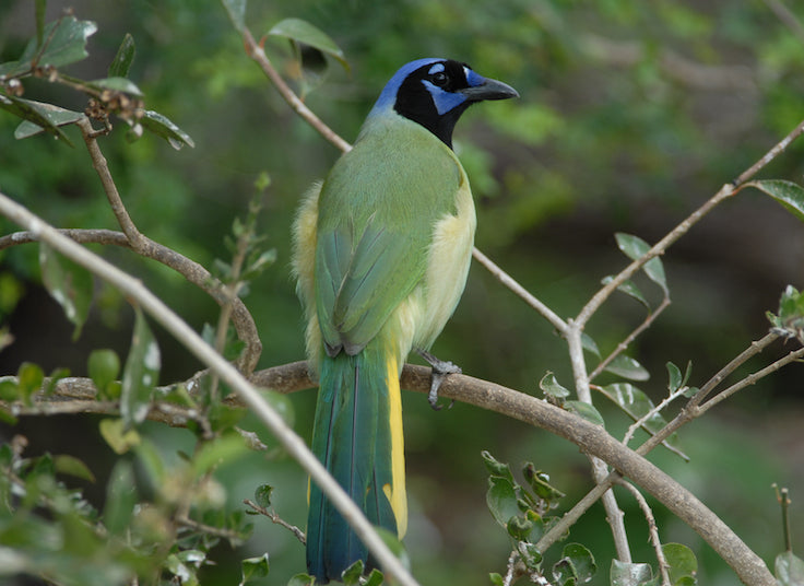 jay, passeriforme, coroidea