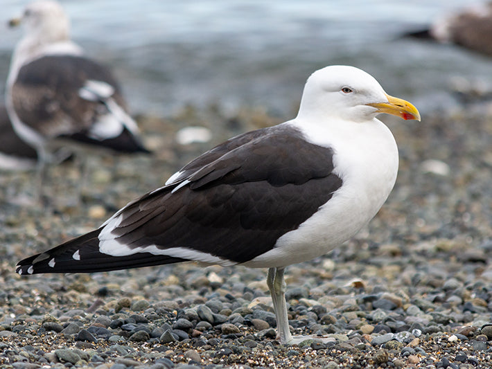 Kelp Gull, Larus dominicanus, Gavión Cocinero