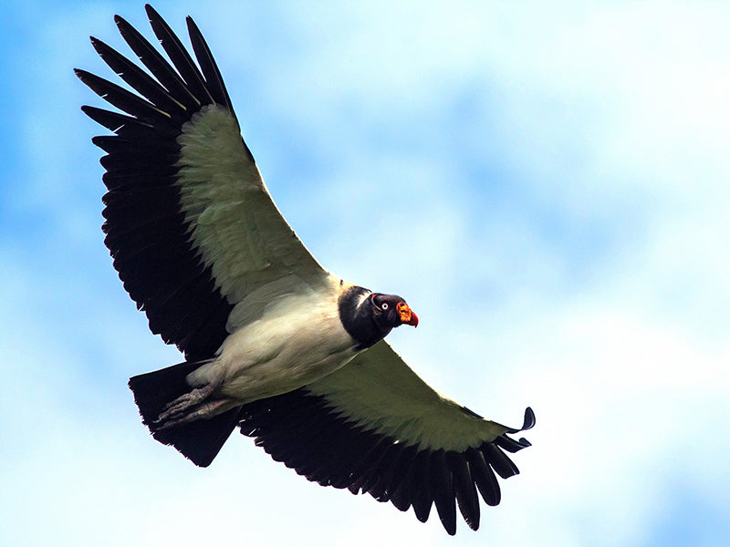 King Vulture, Sarcoramphus papa, Rey de los Gallinazos
