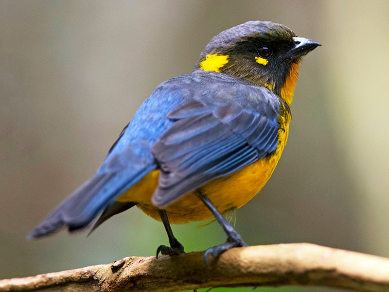 Lacrimose Mountain Tanager, Anisognathus lacrymosus,Tangará Lacrimosa