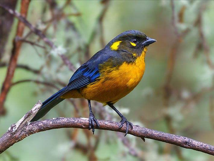 Lacrimose Mountain-tanager, Anisognathus (lacrymosus) lacrymosus, Tangará Lacrimosa
