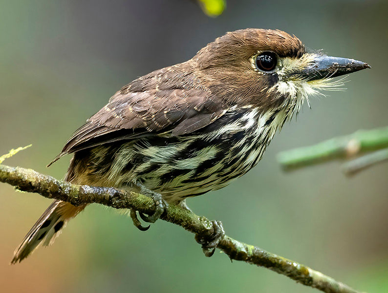 Lanceolated monklet, Micromonacha lanceolata, Bigotudo Lanceolado