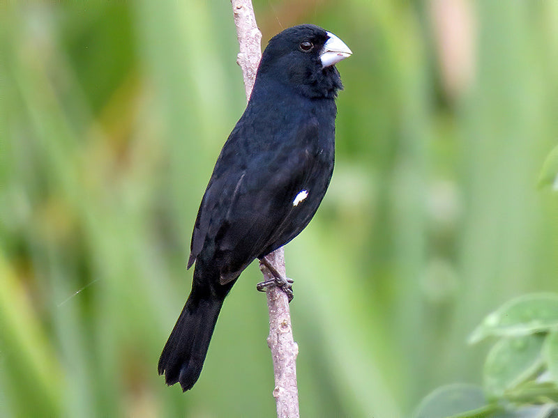 Large-billed-Seed-finch, Sporophila crassirostris, Arrocero Renegrido