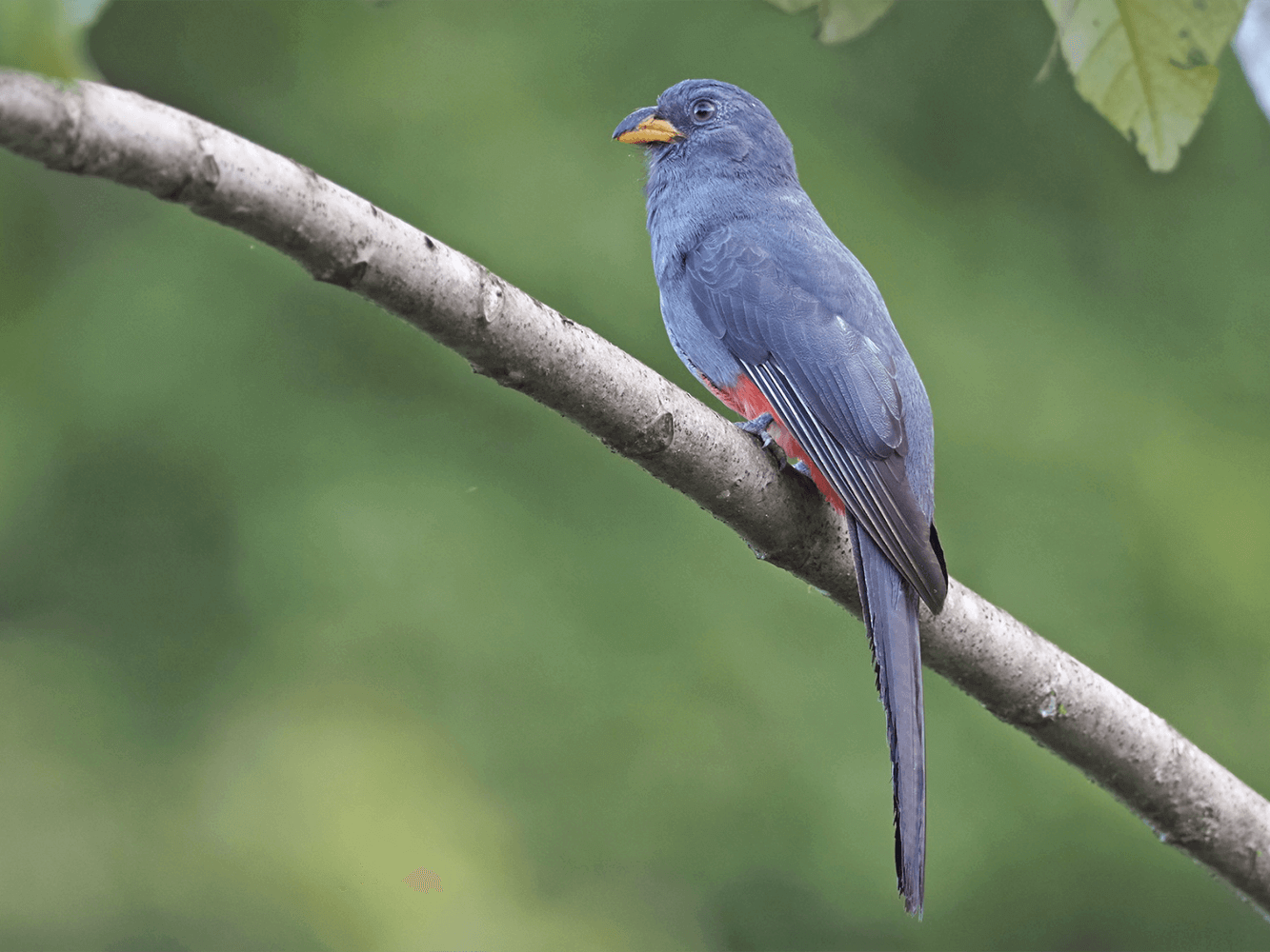 Large-tailed Trogon, Trogon melanurus, Trogón Colinegro