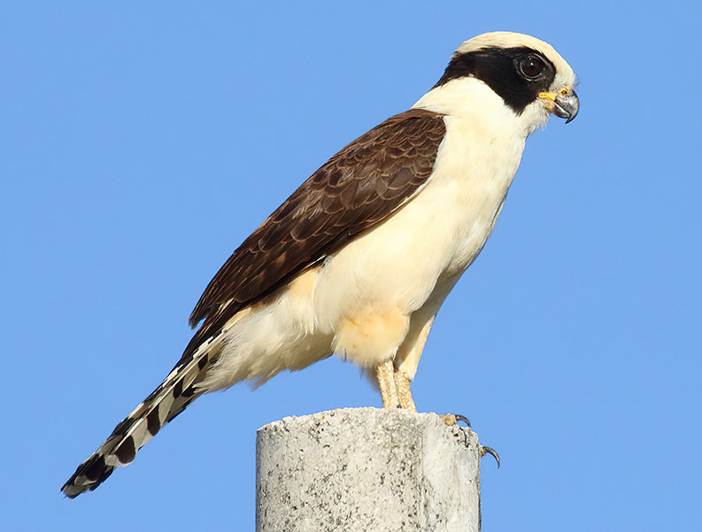 Laughing-Falcon, Herpetotheres cachinnans, Halcón Reidor