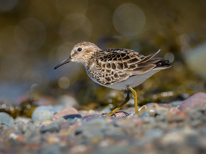 Least Sandpiper, Calidris minutilla, Playero Diminuto