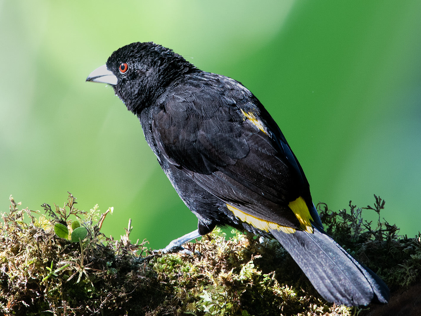 Lemon Rumped Tanager, Rhamphocelus (flammigerus) icteronotus, Asoma Culiamarilla
