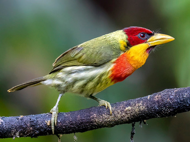 Lemon-throated Barbet, Eubucco richardsoni,Torito Limón