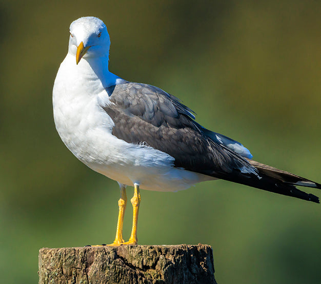 Lesser black-backed Gull, Larus fuscus, Gaviota Sombría