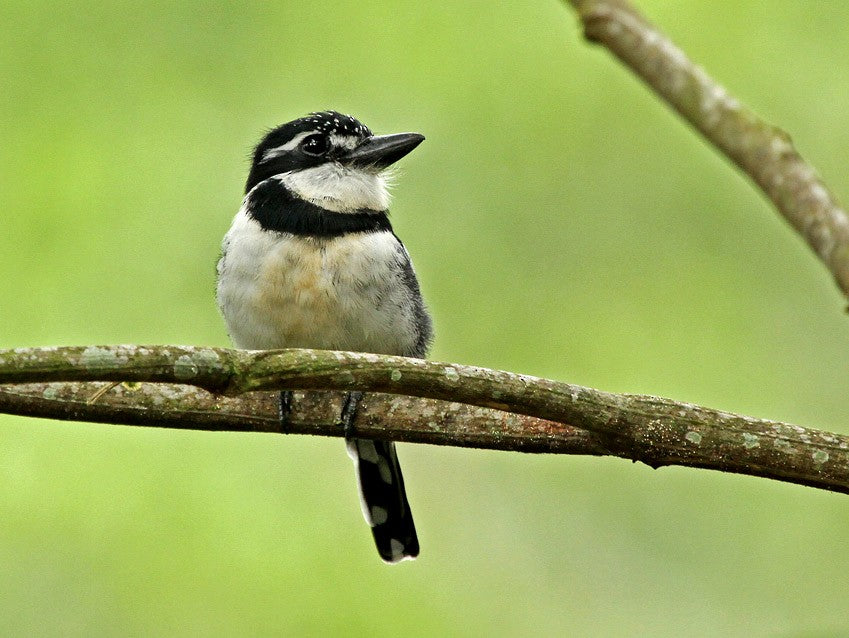 Lesser Pied Puffbird, Notharchus subtectus, Bobo Coronado Pequeño