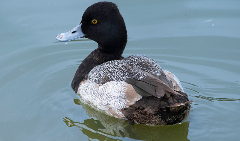 Lesser Scaup duck