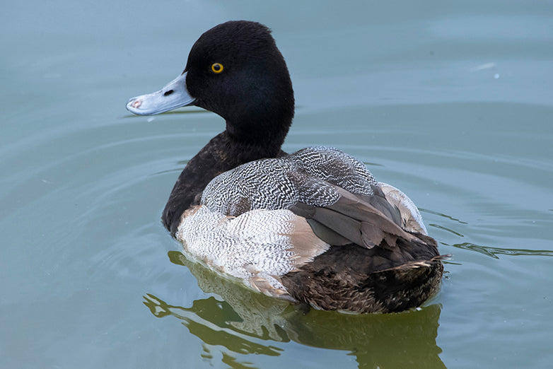 Lesser Scaup duck