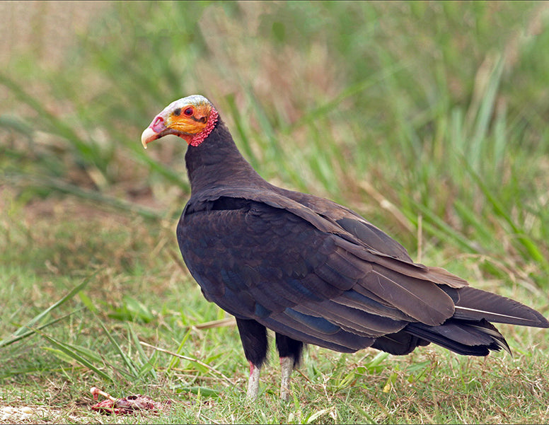 Lesser Yellow-headed Vulture, Cathartes burrovianus, Guala Sabanera