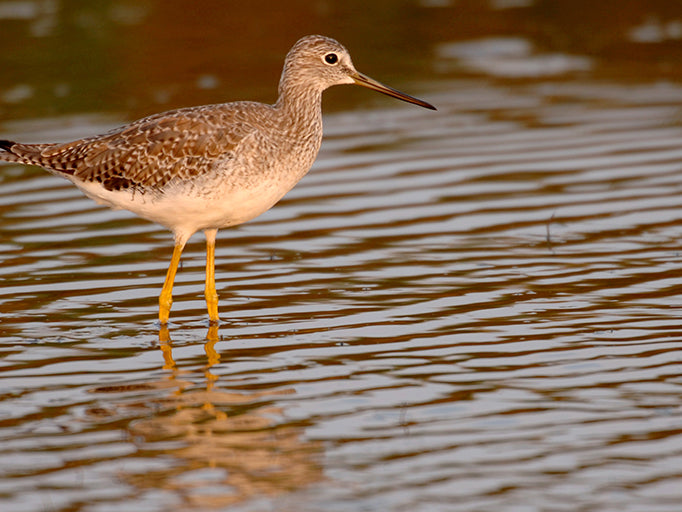 Lesser Yellowlegs, Tringa flavipes, Patiamarillo Chico